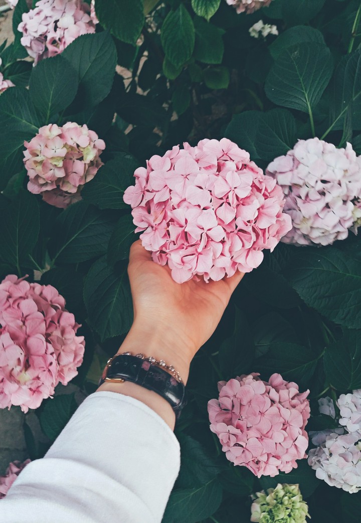 rosegold