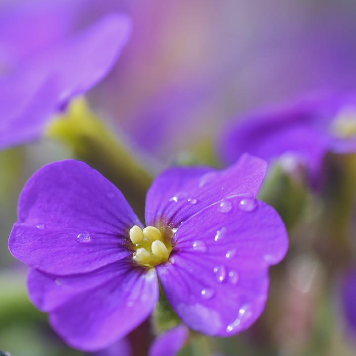 raindrops in purple flower