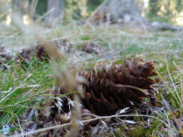 forest