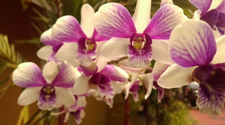 Orchids