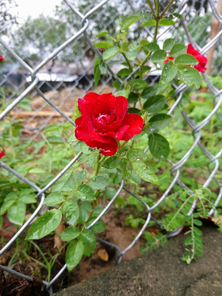 rose