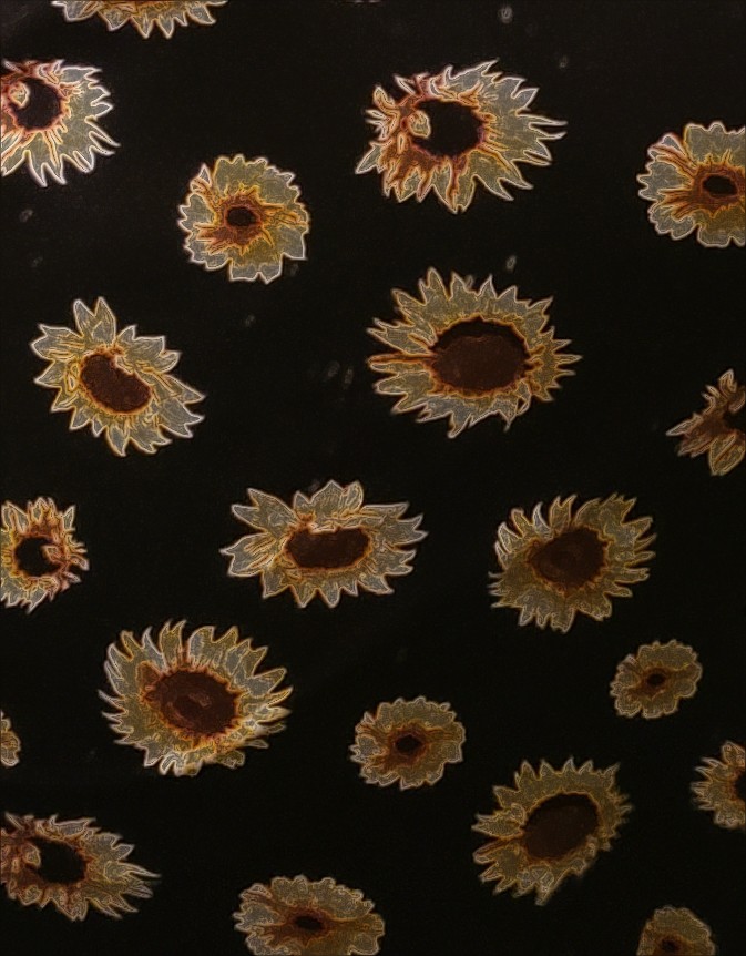 sunfloweys