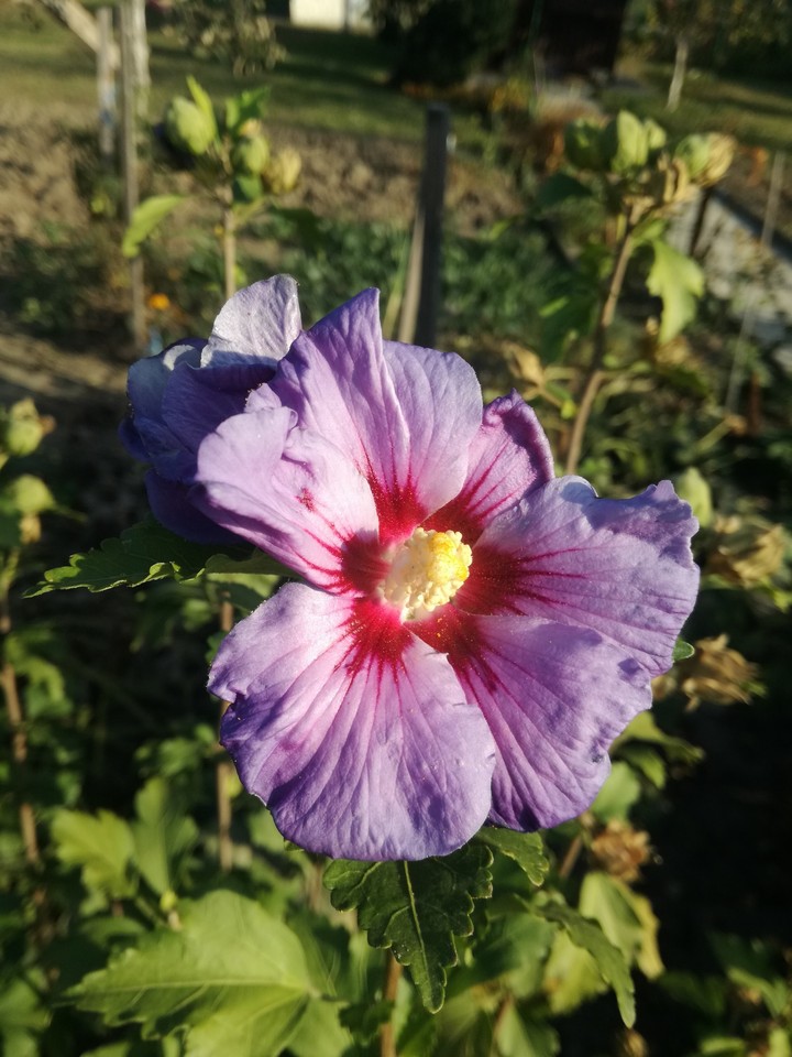 flower #3