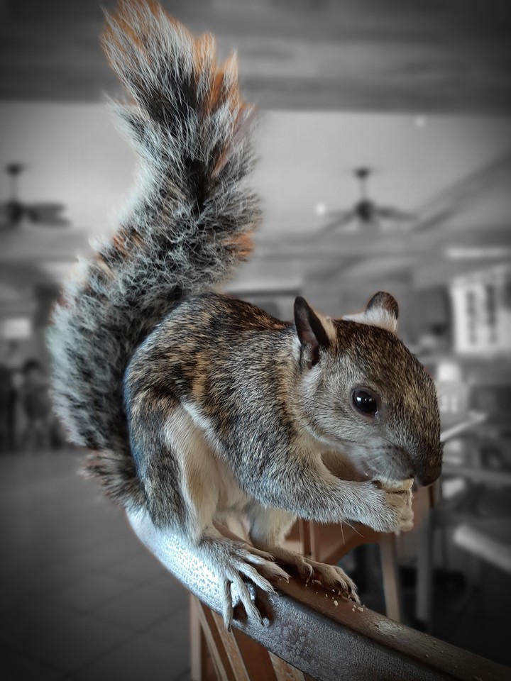 squirrel