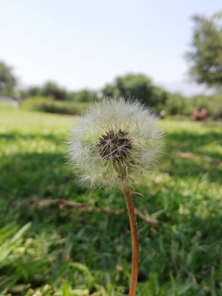Dandelion