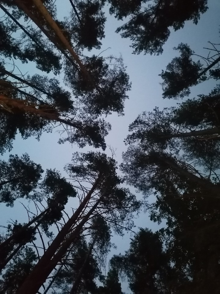 forest