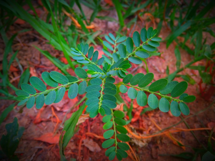 leaf