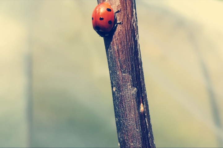 Insect