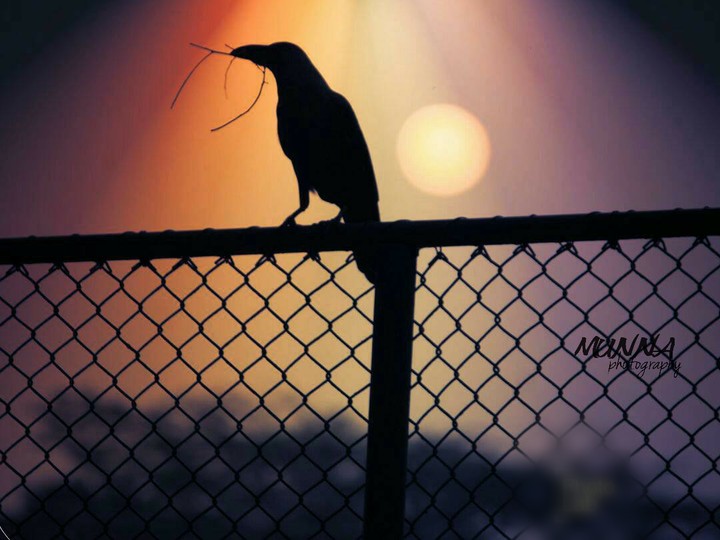Crows

Bird