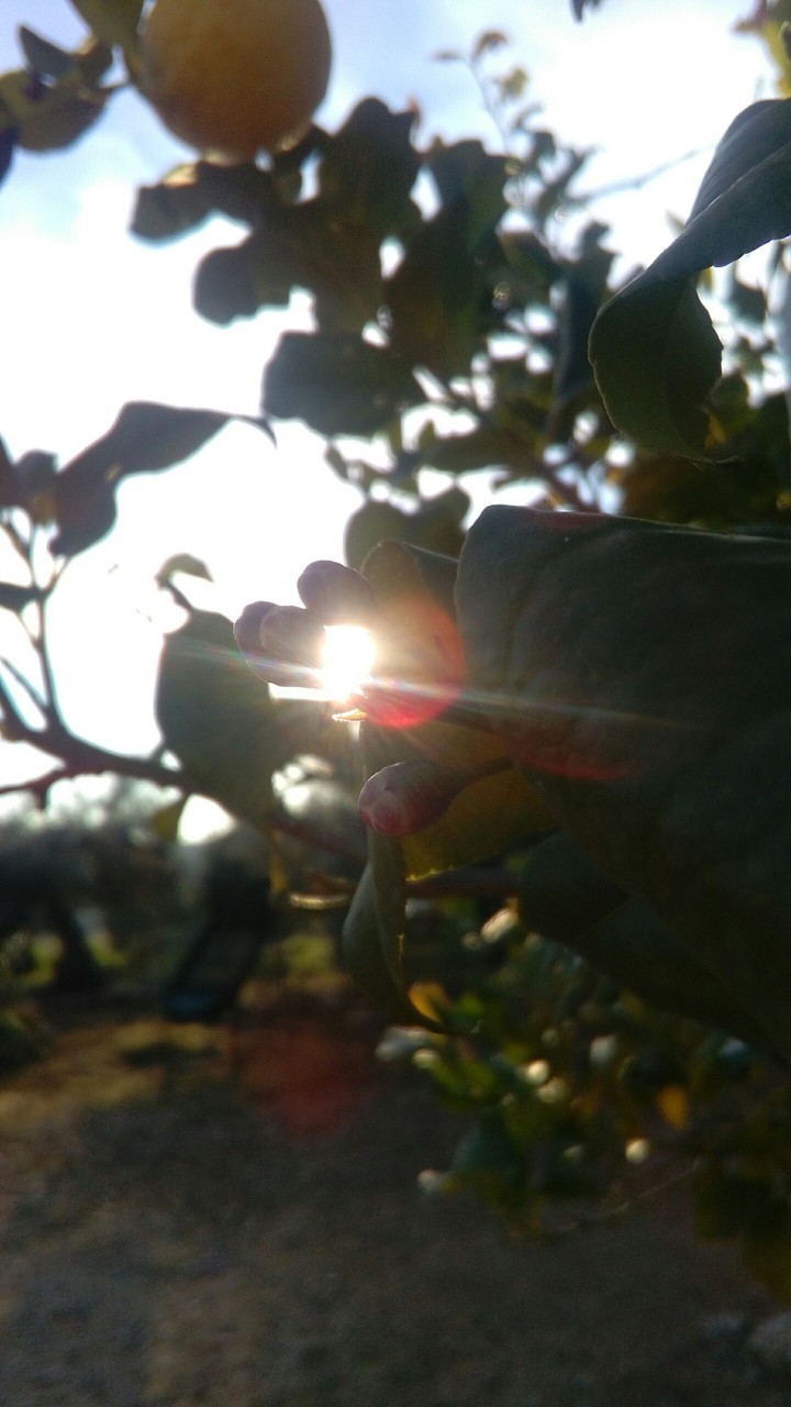 tree