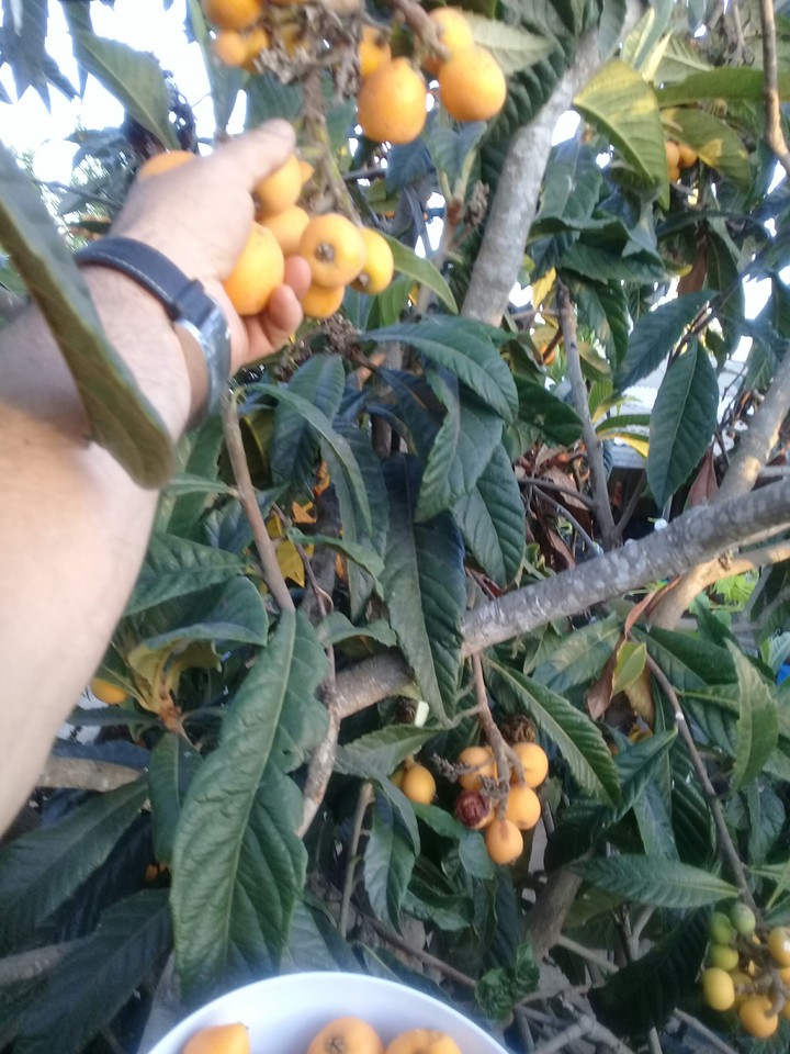 nisperos?