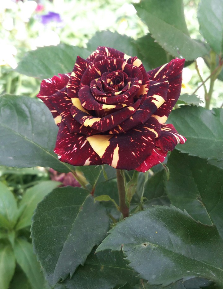 Gül rose
