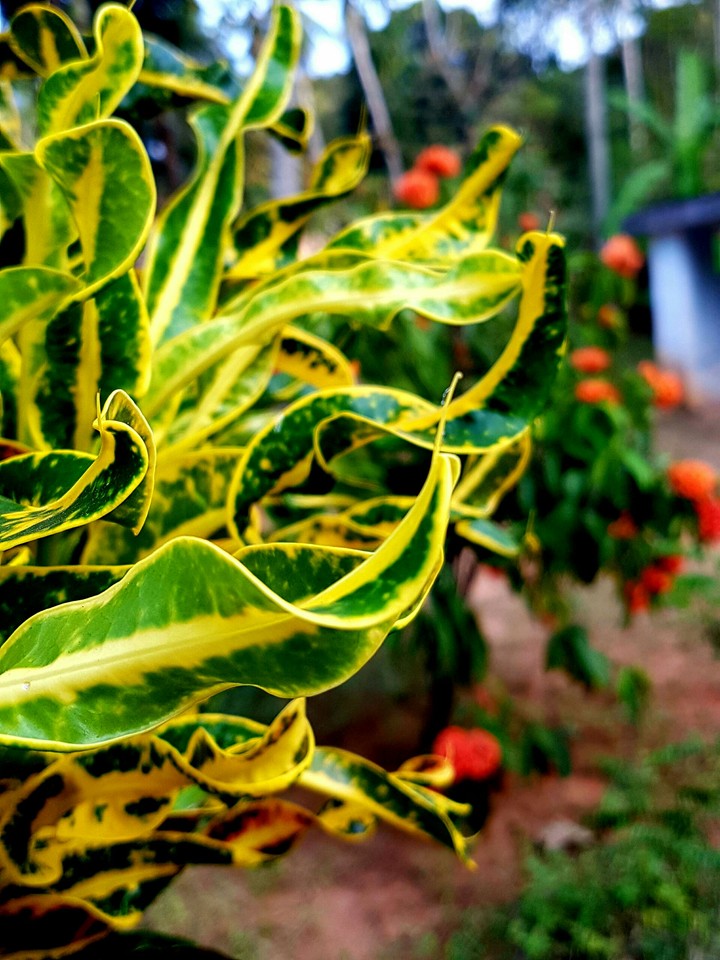 FLOWER