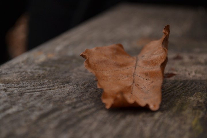 autumnal leaves