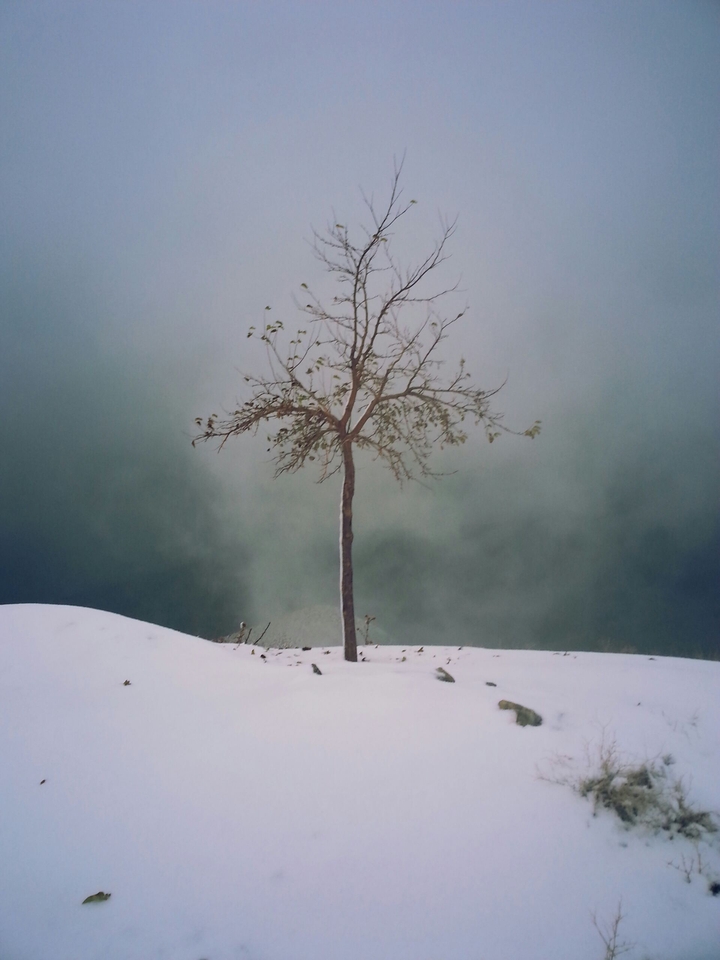 Lone tree