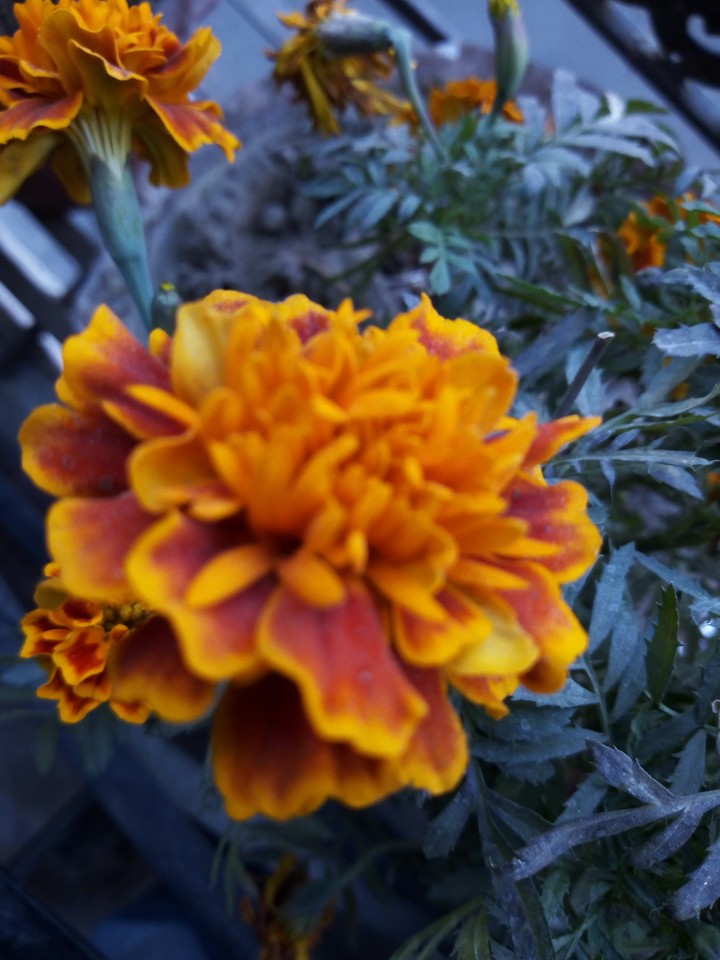 November flower
