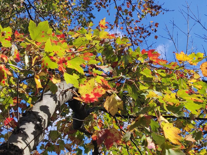 fall colors!!