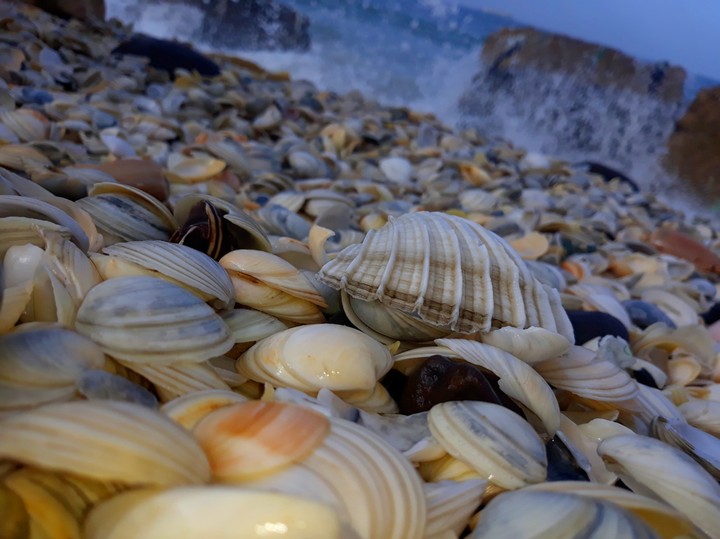 coquillage