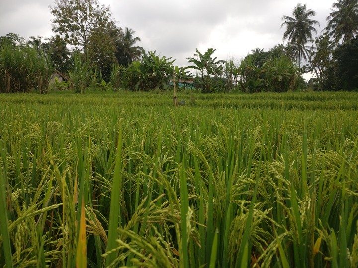 rice field