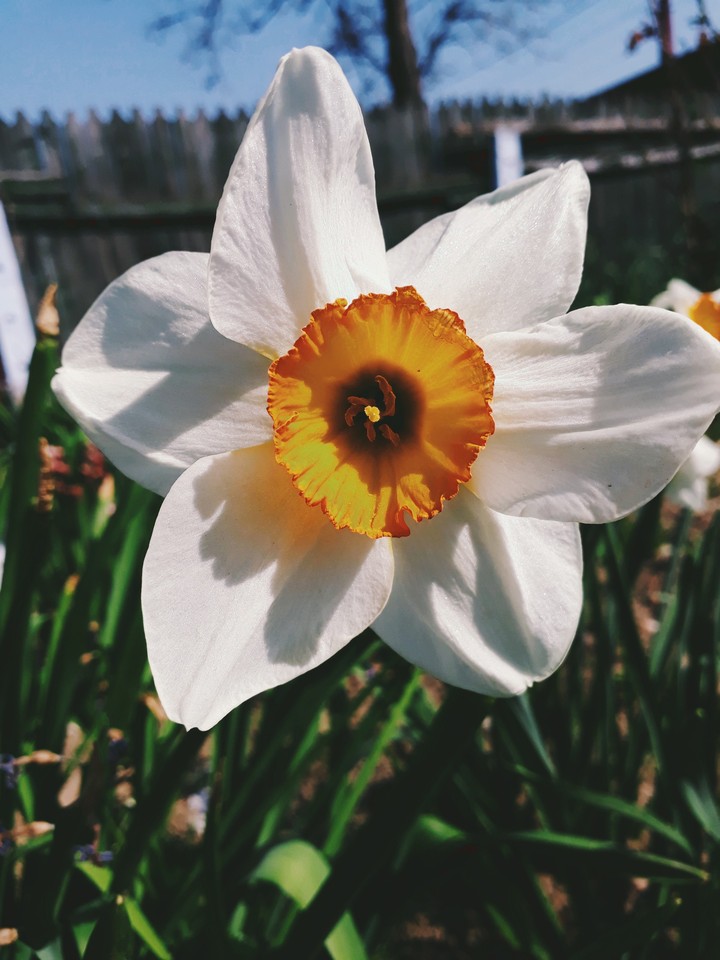flower