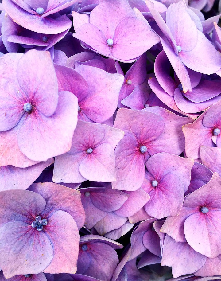Hortensia