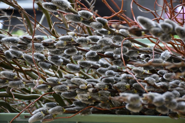 Pussy-willow