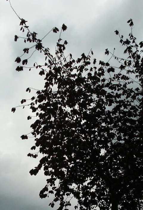 Silhouette