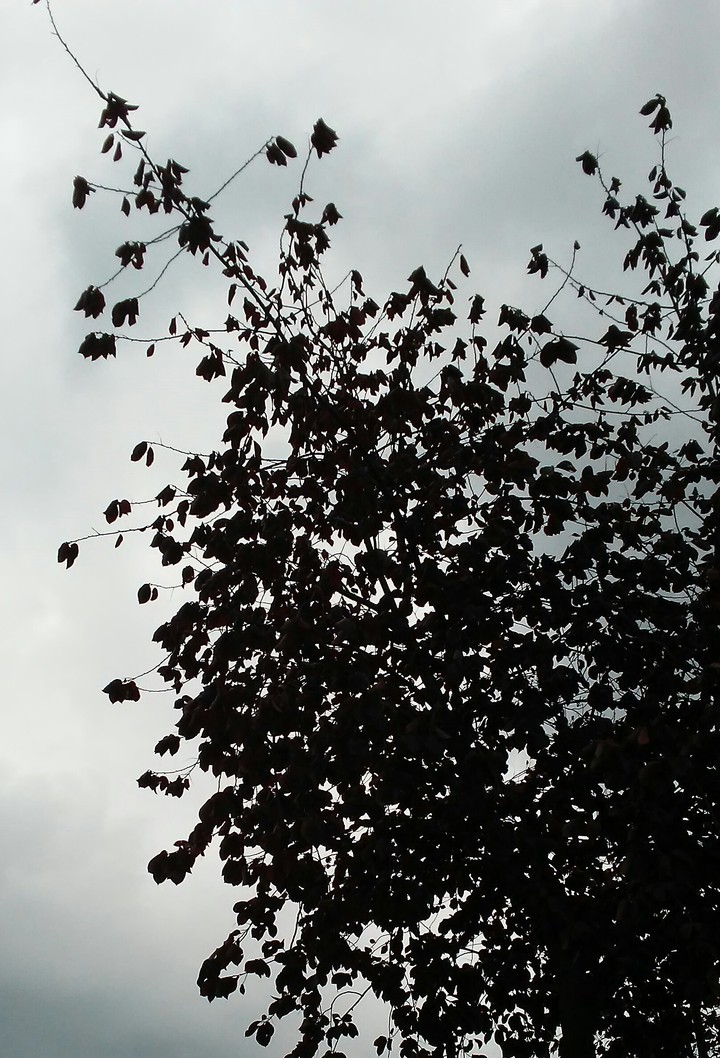 Silhouette