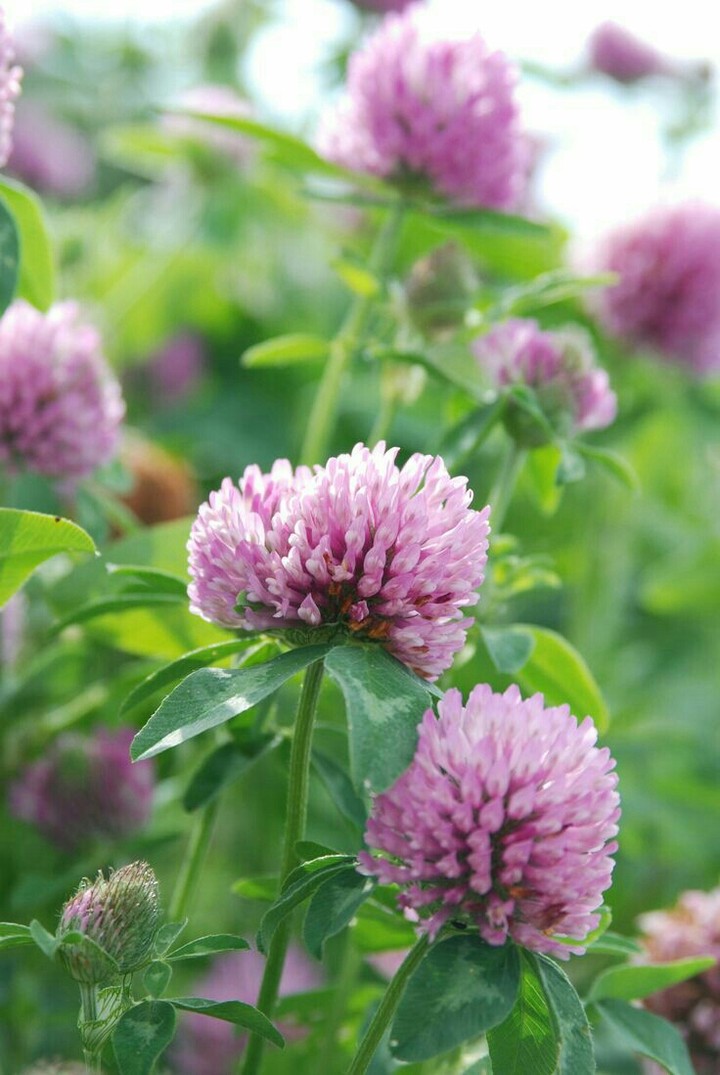 Gomphrena