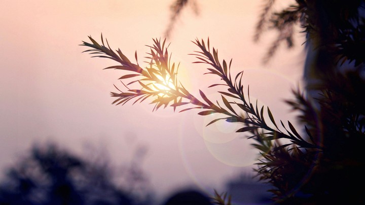 sun Flare
