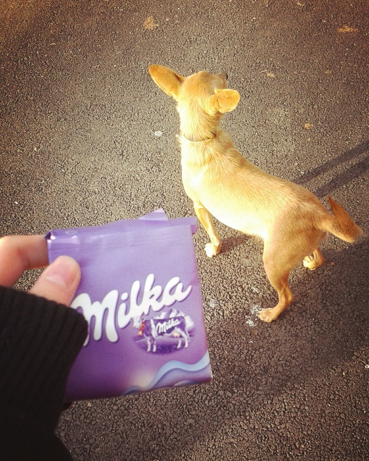 Dog Milka