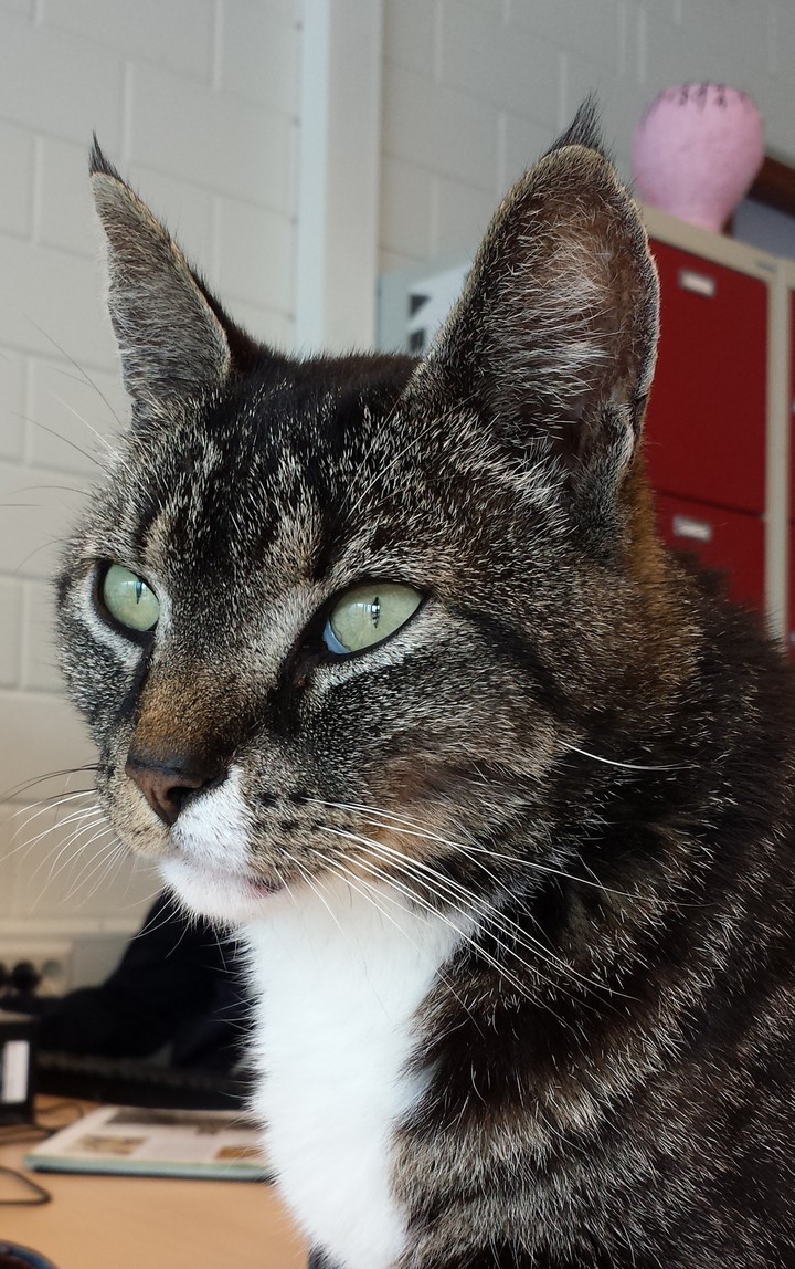 Unknown Cat
