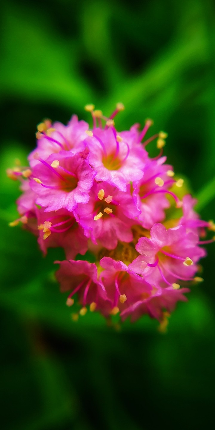pink beauty