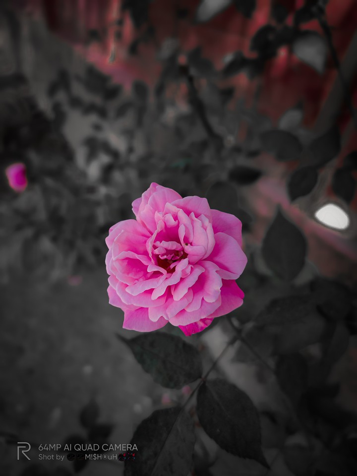 Pink rose