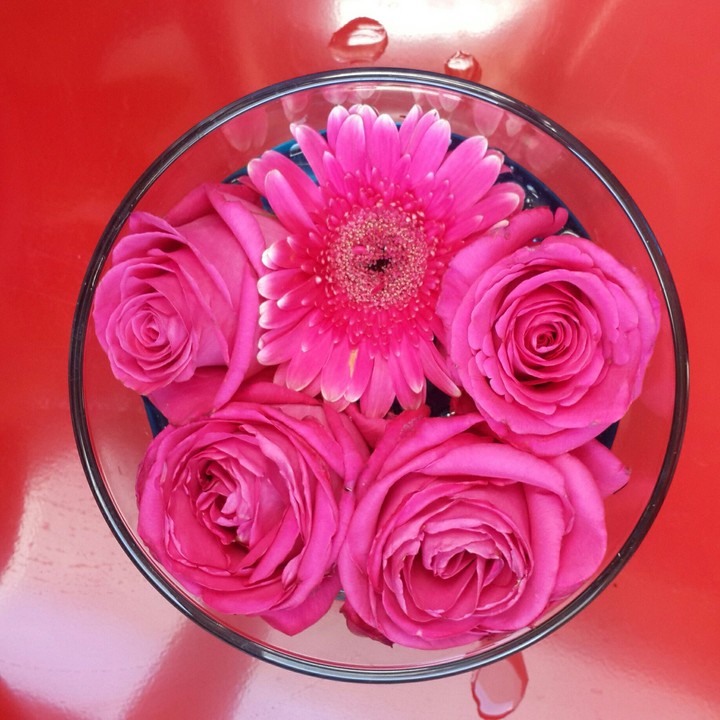 Pink Rose