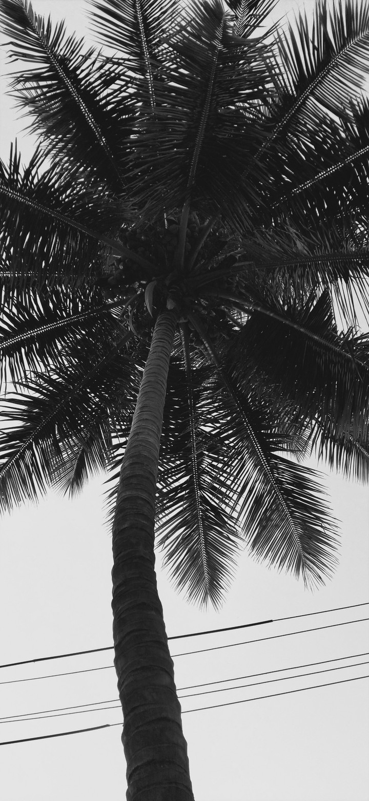 black and white