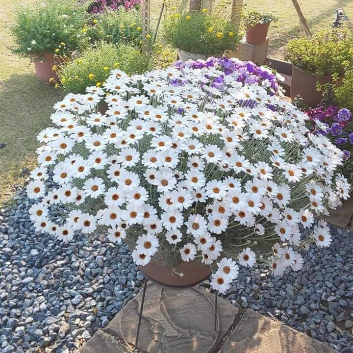 pot