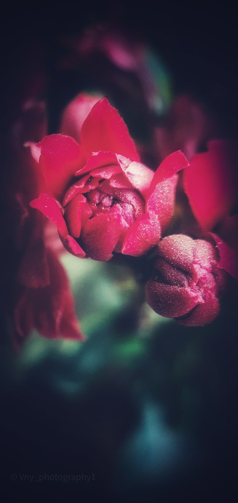 Morning Blossom