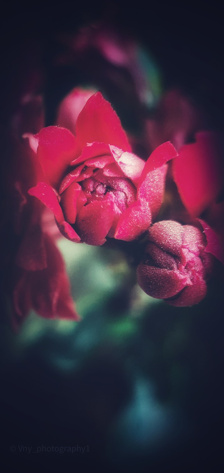 Morning Blossom