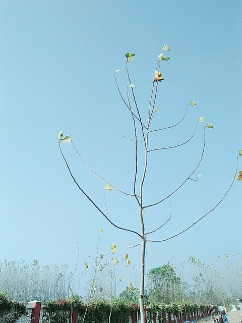 tree
