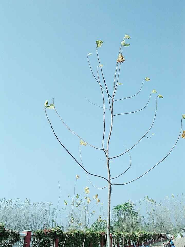 tree