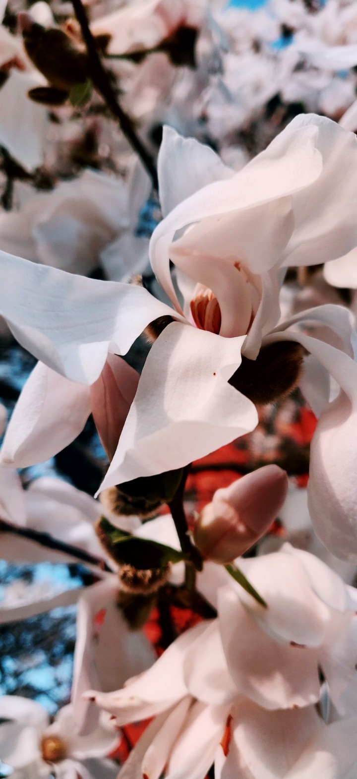 The Blooming Change