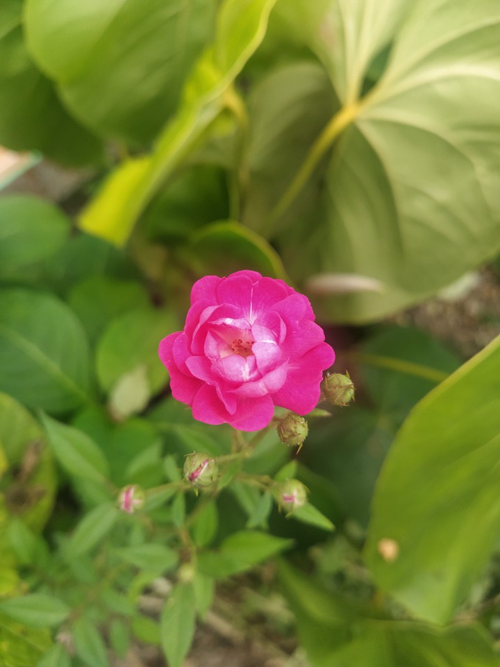 Just pink!! ??
