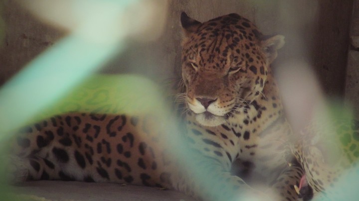 LEOPARD