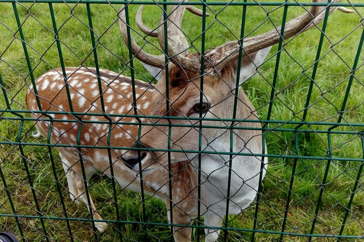 Deer