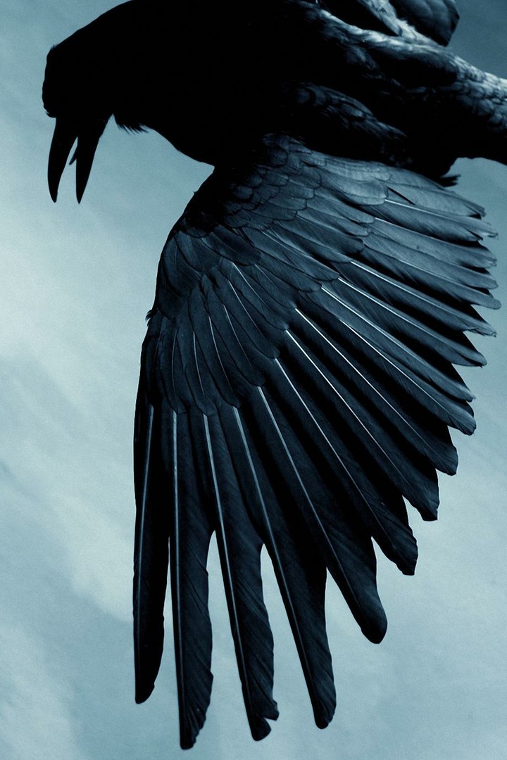 Corvid in Flight 1