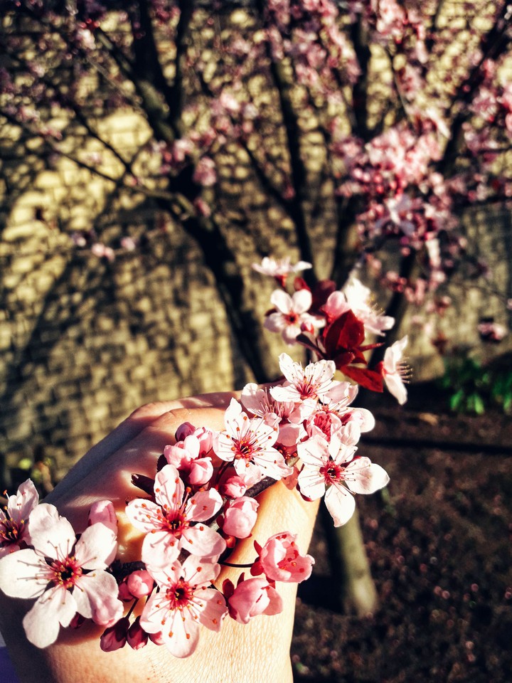 spring