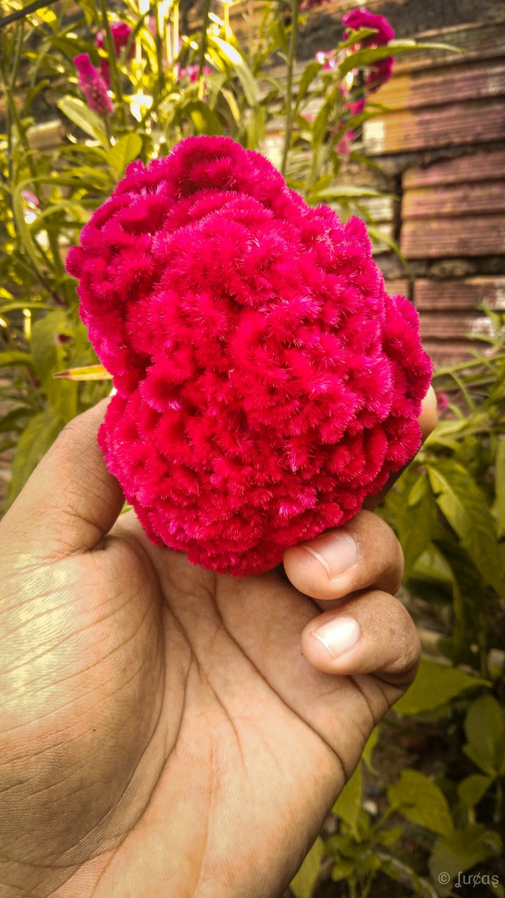 Flor Maravilha