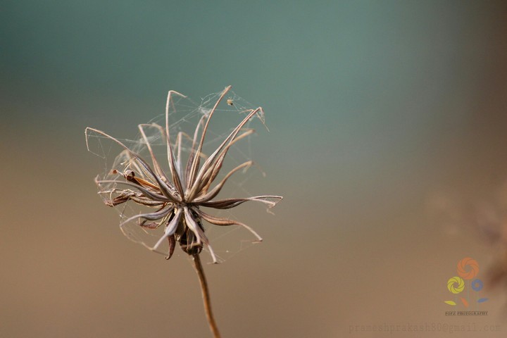 kerala photography