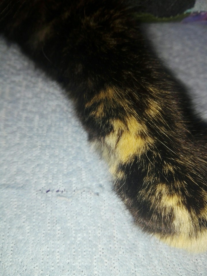 łapka